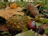 Serar Szabolcs (Csíkszereda) - Az ősz termései